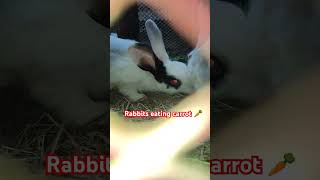 Rabbit eating carrot 🥕 shorts short trendingshorts shortsfeed viralshorts [upl. by Geraint717]