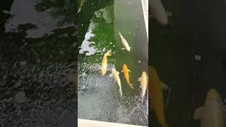 Koi Cyprinus Carpioshortvideo fishvideo [upl. by Salkcin855]