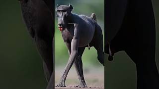 💀 Baboon is known as the executioner of the jungle shorts amazingfacts viralshorts viral [upl. by Sofer]