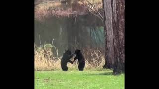 Chippewa Flowage Bear Cub Fight Club [upl. by Eidua]