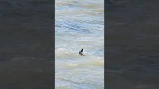 Leach’s Petrel Leasowe Wirral September 24 birds wildlife nature animals rspb stormpetrel [upl. by Suez607]