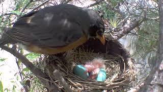 Mother Robin tending to her newly hatched babies [upl. by Thorlie]