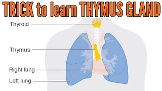 Trick to learn Thymus gland location hormones and functions [upl. by Cori]