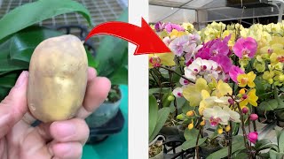 Little trick just one potato makes orchids bloom all four seasons [upl. by Nauqan]