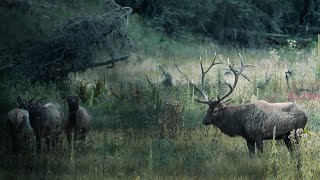 Incredible First ELK Encounter Of 2024 [upl. by Rehteh]