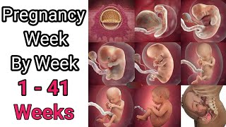 Pregnancy Week By Week  1  41 Weeks Fetal Developments OnlinePharma1 Part 4 [upl. by Rube]