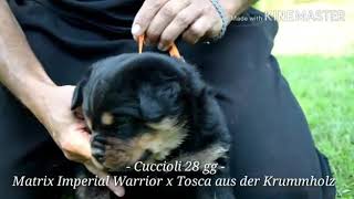 Cuccioli Rottweiler 28 gg di vita Matrix Imperial Warrior x Tosca aus der Krummholz quotLquot litter [upl. by Gannon183]