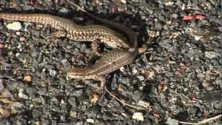 LEZARD des MuraillesAccouplementPodarcis muralis  BRUITX [upl. by Bubb310]