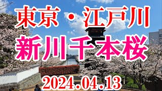 東京・江戸川 新川千本桜 20240413 [upl. by Flaherty212]