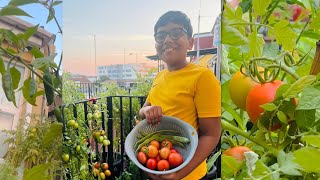 Harvesting Time  Our Home Grown Vegetables  Gardening in uk [upl. by Dodds]