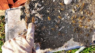 Yellow Jackets Nest inside Garage  Wasp Nest Removal [upl. by Nosemyaj]