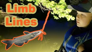 How to Catch Catfish on Limb Lines Catch Clean and Cook [upl. by Natiha]