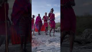 🇰🇪 Kenyan Maasai Tribal Dancing in Masai Mara Kenya shorts [upl. by Smaoht]