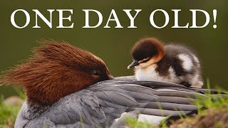 We Found 10 Tiny Newborn Chicks  Wildlife Vlog UK [upl. by Laersi]