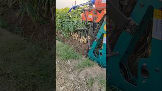 Zinger Harvesting Tricks  zinger farming secrets shorts agriculture farming [upl. by Rodman]