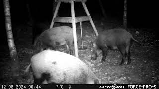 SpyPoint ForcePROS Big group of Wildboar eating Corn at the Nordic Gamekeeper feeder [upl. by Endora]