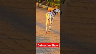 Dalmatian Movie [upl. by Egin488]