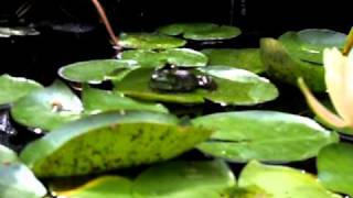 Frog on Lily Pad [upl. by Nede]