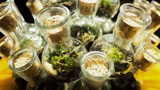 1 Month Update Chambered Terrarium [upl. by Ulrika305]