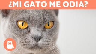 5 SEÑALES DE QUE TU GATO TE ODIA 😾 [upl. by Nathalie]