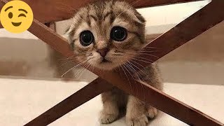 12 minutes of adorable 🥰cats and kittens videos to keep you smiling 💕😅 [upl. by Maclaine]