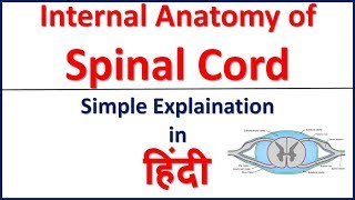 Internal anatomy of spinal cord simple explaination in Hindi  Bhushan Science [upl. by Nywled]