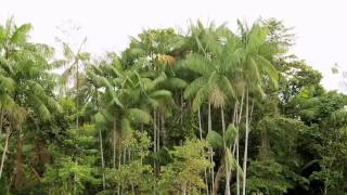 The açai palm Euterpe oleracea in ColombiaEnglish subtitleswebm [upl. by Dohsar]