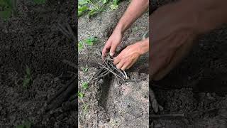 Cross Ditch Fire Method bushcrafters fire [upl. by Sakiv]