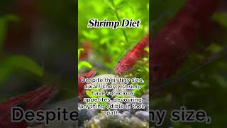 Shrimp Diet facts shrimp shrimpkeeping aquarium shrimps fishtank fishkeeping fish pets pet [upl. by Seigler]