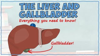 The Liver and Gallbladder [upl. by Akira980]