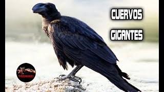 CUERVOS GIGANTES Conoce los Cuervos mas inteligentes del planeta [upl. by Felicdad]