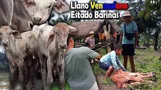 LLANO VENEZOLANO  Faenas de llano en el Estado Barinas PRIMERA PARTE [upl. by Ilrebma]