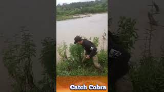 Young people catch cobras on the river bank shorts amazing [upl. by Elyag]