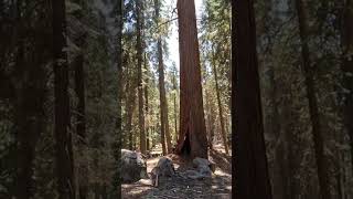 Sequoia National Park [upl. by Enialed754]