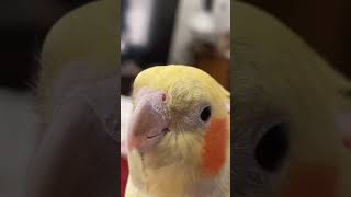 cockatiel cockatielbird Just Some Tunes ❤️ cockatielsing birds cockatielsound parrot cute [upl. by Sly]