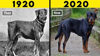 20 Most Transformed Dog Breeds in History [upl. by Atsok]