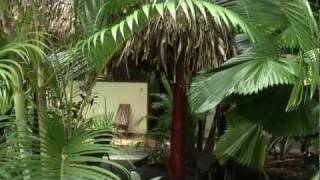 Nosara Paradise Rentals  Nature Preserve [upl. by Schlosser]