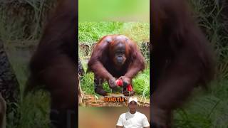 Admira la inteligencia de este orangutan 🤯 orangutan [upl. by Ingar]