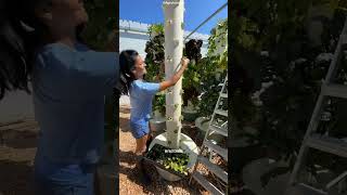 Vertical Farming shorts facts science [upl. by Yereffej497]