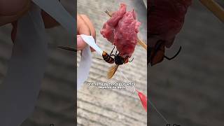 Deadly Hunt The Hornets Last Day！shorts youtubeshorts shortvideo funny hornet amazing [upl. by Hannahsohs]