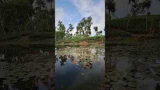 Madhabpur Lake view মাধবপুর লেক  Water liliestravelgram nature lifeisabeautifulride travel [upl. by Ylremik]