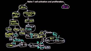 Naive T cell activaton and proliferation map [upl. by Assenay572]