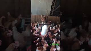 IS POULTRY FARMING PROFITABLE IN KENYA 🇰🇪 trending farming poultry [upl. by Rehpotsirh]