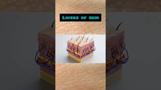 SkinLayers Of Skinepidermis dermishypodermis or subcutaneous layer [upl. by Ecaj]