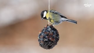 Fuglefodring Sådan laver du fuglenes yndlingsfedtkugle [upl. by Anahsar32]