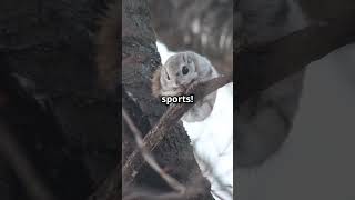 Northern Flying Squirrel The Nighttime Ninja 🤯 animals love nature [upl. by Haskins]