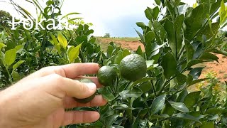 Nossa Pokan produzindo  Pomar cheio de frutas  Pequena chácara com pomar orgânico  Muriaé MG [upl. by Leerzej]