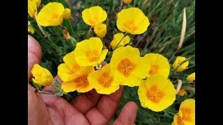 Cuidados de la Eschscholzia californica  Amapola californiana  Amapola de california [upl. by Enilatan883]