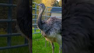 How Greater Rheas spend time greater rhea ratite karen [upl. by Manuel680]