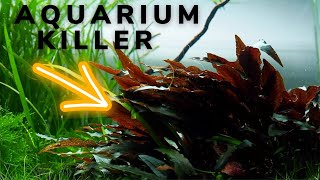 Cryptocoryne will KILL your AQUASCAPE [upl. by Alamap616]